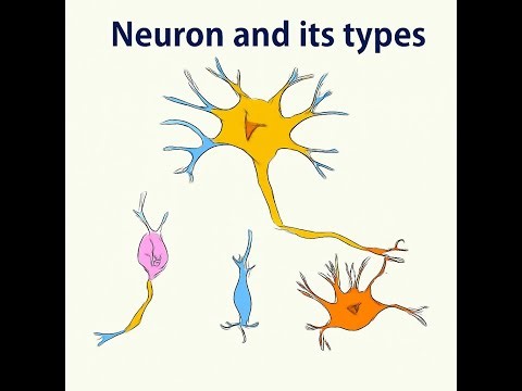 Neuron & its types part-2