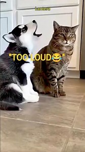 “Puppy Screams… Until The Cat Says ‘Enough!’ 😂”