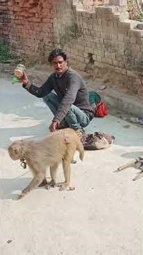 Bandar bandariya ka Nach gana 🐒#monkey #funny #comedy#cute#animals