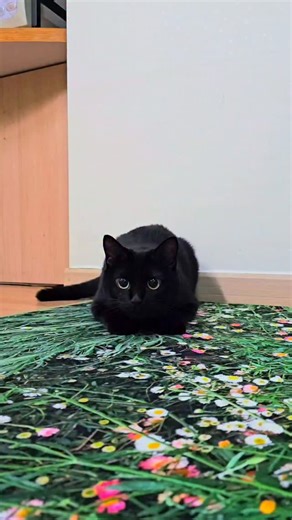 녹뚜 on Instagram: "wiggle wiggle wiggle 👀🖤 뛸래 말래 뛸래 말래 👀🖤 . . . . . #cat #gato #neko #meme #toothlesscat #고양이 #귀여운사진 #고양이짤 #코숏고양이 #catmeme #코리안숏헤어 #검은고양이 #blackcat #meow #healing"