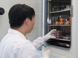 Co-immunoprecipitation Assay Using Endogenous Nuclear Proteins from Cells Cultured Under Hypoxic Conditions