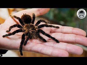 Cette araignée a la taille de VOTRE PAUME ! 🕷 Goliath Tarantula - la plus grande araignée du monde