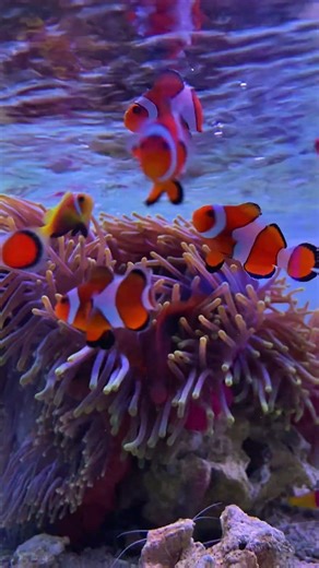 Percula Clownfish & Red Saddleback Anemonefish 🐠 #reeflife #clownfish #fishaddict #aquarium #reef