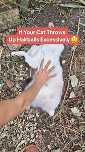 Excessive hairballs in cats can signal digestive issues! When cats groom, they swallow fur, which usually passes through their system. But if there’s a problem, it can lead to too many hairballs, causing your cat unnecessary discomfort… Help your cat with PetLab Co.'s game-changing Probiotic Powder! Just open a capsule, mix it into their meal, and let the incredible formula get to work. Start improving your cat’s digestive health today. Discover more about Cat Probiotics now! | PetLab Co.