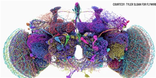 UVM researcher helps map brain of fruit fly