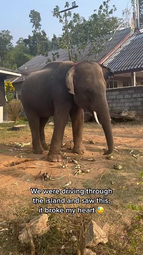 Stop Animal Cruelty in Thailand: A Call to Action