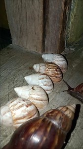 two snails avoid a row of snail shells blocking their path #shorts