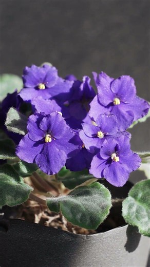 5 Secrets to Change African Violet Flower Colors like Hydrangeas #africanvilot #floweringplants