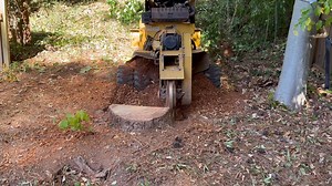 Jaguar Tree Service 🌳 Experienced in Dangerous Tree & Limb Removal 🚜 Bobcat Work & Debris Removal 🌲 Land Clearing & Stump Removal ✅ Safe • Reliable • Professional 📞 943-252-7050 📞 (478) 394-5634 | Jaguar stump grinding/tree removal