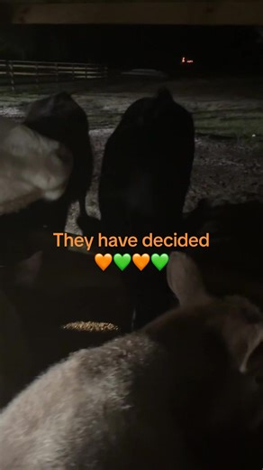 Cows Predict Miami Hurricanes vs Ole Miss Game Outcome