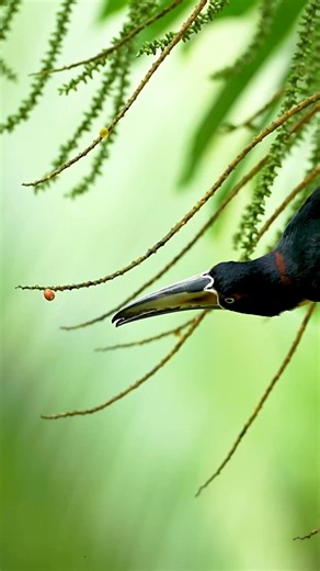 Toucan Attempts to Pluck Fruit from a Tree. Attempt being the key word.