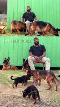 Best German shepherd dog breeder in Hyderabad | #germanshepherd #gsd #pets #hyderabad #trending