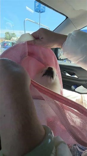 #koki #puppy #dog #cute #run into the #backpack ready for #grocery #shopping #shortvideo #youtube