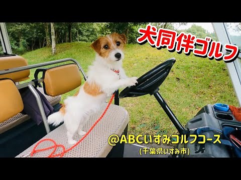 犬と一緒にゴルフ ABCいすみゴルフコース / golf with my dog in Japan