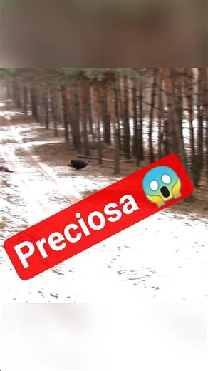 En los bosques del invierno, el cazador camina donde solo el valor sobrevive 🎯😱 #hunting #wildboar