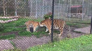 Catty Shack Ranch Wildlife Sanctuary on Reels