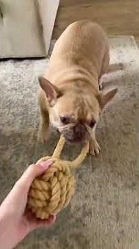 Bulldog & Frenchie Try Tough Toys from Dog Subscription Box!