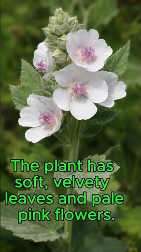 What Is Marshmallow Root? #traditionalmedicine #marshmallowroot