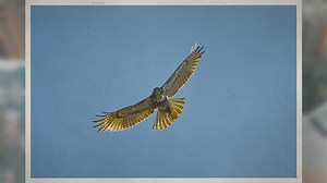 What Do Hawks Prey On? Masters of the Skies and the Hunt