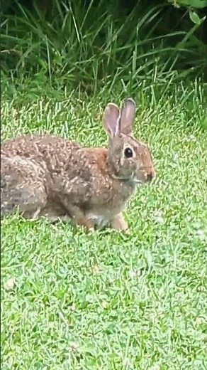 Rabbit Snack Time in My Backyard 🐿️ | Quick Wildlife Moment