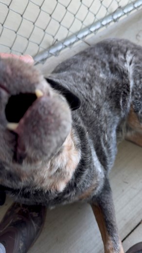 3.9K views · 271 reactions | Today is a beautiful day to be thankful.  We aren’t just sharing kind words when we say how much these old souls mean to us—we truly feel grateful and so blessed for their love and trust. Happy Sunday! ☀️ | Dirty Paws Agape Haven | Facebook