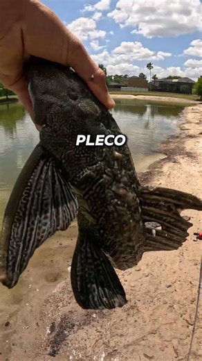 Catching Pleco Fish With my Rod! #shorts #fishing #invasivespecies #pleco #viral