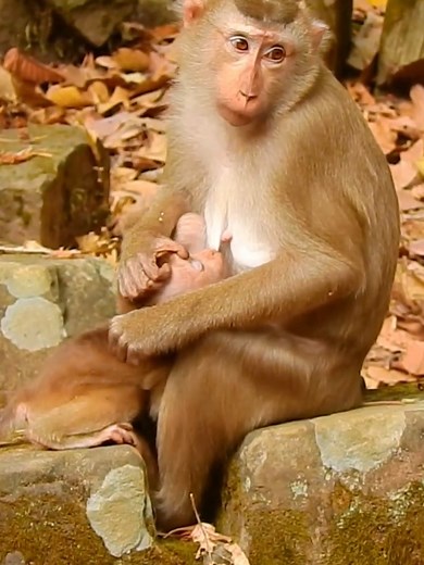 She can't patience push baby out from milk #animals #poormonkey #monkeycry #lovelymonkey #animalsvideo #photoshoot | Entertainers