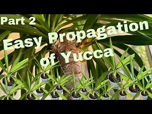 How To Easily Propagate Spineless Yucca plants. Part 2