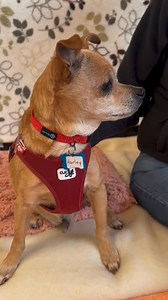 9.1K views · 694 reactions | Adopt Harley! https://f.mtr.cool/qvdtxdcsdz | Muttville Senior Dog Rescue | Facebook