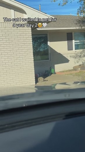 Ghost on Instagram: "Trash kitty part 2! No I will not be changing his name we love it #k #kitty #kitten #cat #stray #straycat #catstagram #catsofinstagram #catlover #catlife #adoptdontshop #adoptme #cute #kitten #love #explore #explorepage"