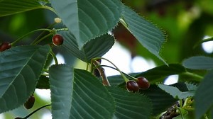 Tree, Cherry, Cherries. Free Stock Video