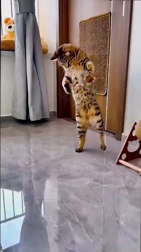 🐦Flying Bird Cat Toy | Interactive Flapping Fun#CuteCat#FunnyCats#CatLovers