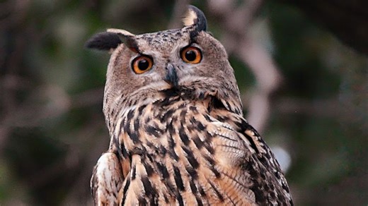Escaped zoo owl learns to hunt in Central Park