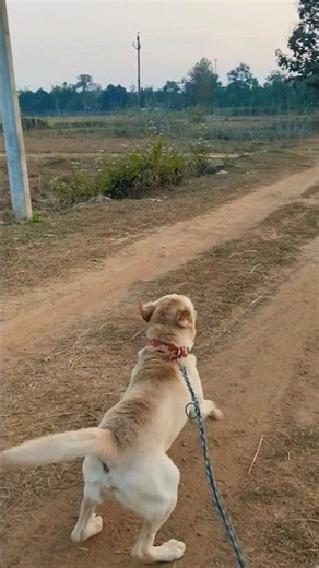 Extremely loud dog barking 💙😡🐕# labrador retriever #barking sound