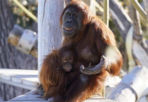 Orangutan Language Is Eerily Similar to Ours