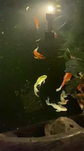 Fish Cry #aquarium #fish #fishswimming