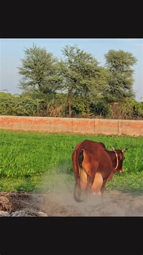 Cholistan Elite Cows: Pyari 2 Highlights