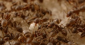 Ant mega-colony
