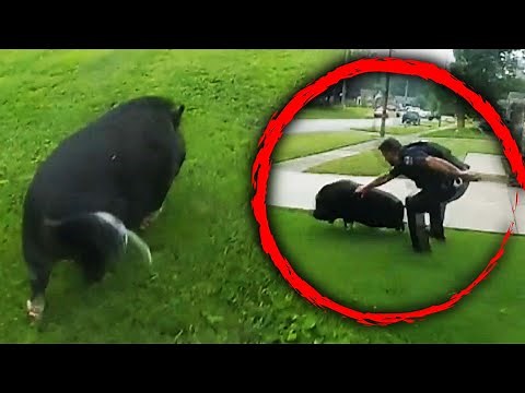 ‘Pigs Chasing a Pig’: Police Laugh at Wacky Call