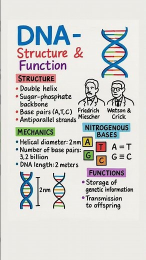 DNA Structure and Function.