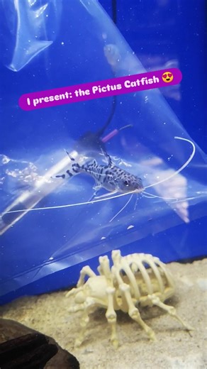 This little guy went off to his new home yesterday into a big tank with lots of fantastic tank mates. Thanks for all the messages. If anybody wants me to order these in for them, just let me know via the usual means. | Gwynedd Aquatics