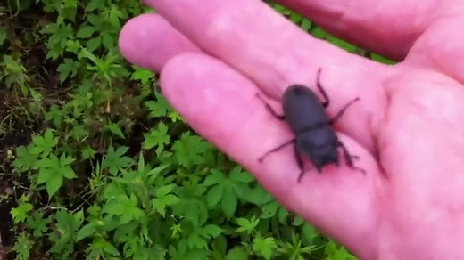 Do Japanese Beetles Bite? – An In-Depth Look - Gardening Dream