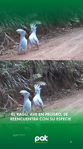 El kagu (Rhynochetos jubatus) un ave no voladora endémica de Nueva Caledonia y en peligro de extinción, ha protagonizado un encuentro poco común con su propia especie en su hábitat natural. #PatBolivia #patdigital #kagu #aves #PeligroDeExtincion #habitadnatural | Pat Bolivia