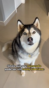 541K views · 336 reactions | Dos mesmu criadô do namoradu golden retrive | Gudan o Husky | Facebook
