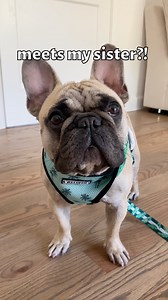 82K views · 6.5K reactions | Marty met one of his birth siblings 2 years after being separated. They look IDENTICAL! Can you tell them apart?! Not only do they look alike, but they have so many similarities in their personality. It was so fun to see them play with each other! Do you think they remembered each other? Let us know if you want to see more footage of their time together! #frenchbulldogpuppy #siblinglove #frenchies | Gus Gus In The City | Facebook