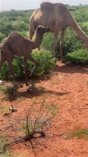 QURUXDIISA GEEL DHALAY #gabay #heesocusub #heeso #heesosomali #shortvideo #somali #heesokaban #tix