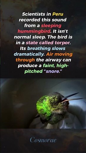 A Sleeping Hummingbird Making Noise..