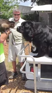 MonkeyBoo making Friends and having fun #monkey #friends #fun #cute | MonkeyBoo