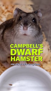Scientific American on Instagram: "Unlike most mammal dads, Campbell’s dwarf hamsters step up. They help during birth, care for the pups, bring food during weaning, and keep the pups warm when mom needs a break. In their harsh environment, being a good dad isn’t optional—it’s survival. Curious about how these dedicated hamster dads manage it all? Hear the full story on the latest episode of Science Quickly, wherever you get your podcasts. 🎤 Rachel Feltman 🎞️ Kelso Harper 📸 Getty Images, Tripl