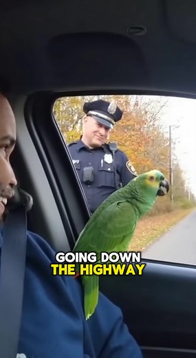 PARROT Sings "Highway to Hell" Duet to Avoid a Ticket! 🦜😂 This is the most creative way to get out of a speeding ticket ever. Who needs a lawyer when you have a rockstar parrot? Tag your go-to duet partner! 😂 | Global Weird News